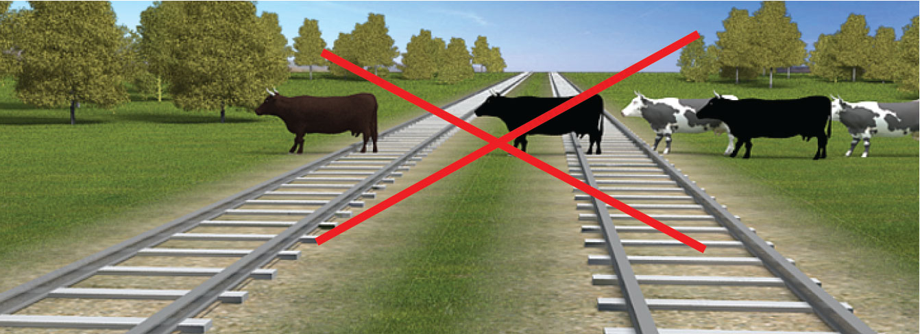ПДД: перегон животных через железнодорожный переезд